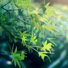 Новые хентай картинки